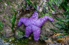 Purple Sea Star Attached To The Bottom Of A Large Rock At Low Tide In Puget Sound
