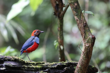 Sticker - Papuan Pitta or Red-bellied pitta (Erythropitta macklotii) in Papua new guinea