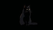 © shin project - 寂しそうな幸福の黒猫