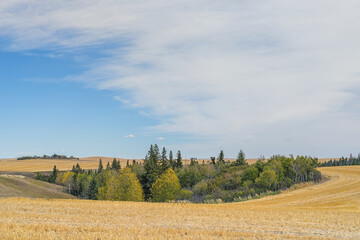 Prairie landscape with trees in the center, Alberta, Canada