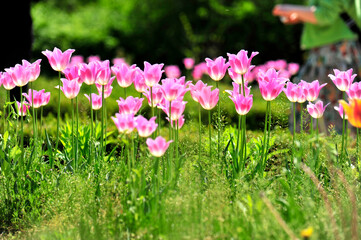 Wall Mural - pink and white flowers