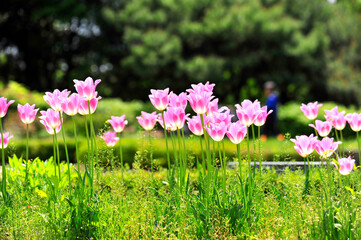 Wall Mural - pink and white flowers