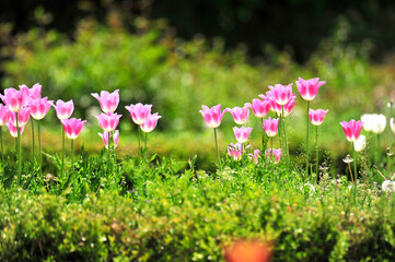 Wall Mural - pink and white flowers