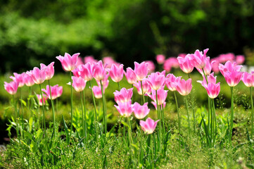 Wall Mural - pink and white flowers