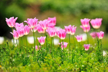 Wall Mural - pink and white flowers