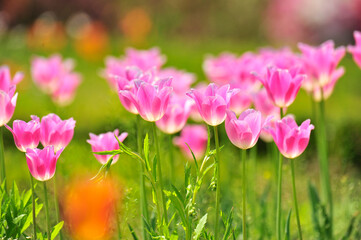 Wall Mural - pink and white flowers