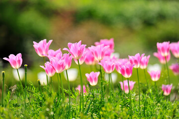 Wall Mural - pink and white flowers