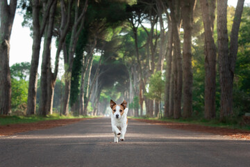 Wall Mural - the dog is running on a beautiful path. Happy Jack Russell Terrier in nature in park