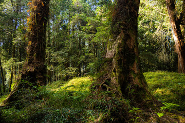 Wall Mural - giant big tree in alishan of taiwan