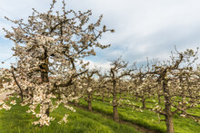 Flowering Cherry Trees (Prunus Avium) In Orchard In Spring, Egnach, Canton Thurgau, Switzerland