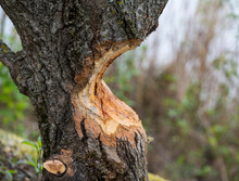 Tree Trunk Bitten By A Beaver