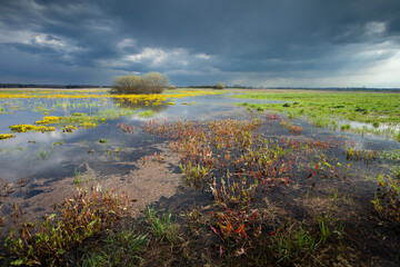 Wall Mural - Dark rainy clouds over a wild wet meadow