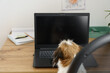 Ein kleiner Terrier Hund sitzt auf einem Schreibtischstuhl und blickt auf einem Laptop Bildschirm. Humor.