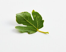 One Fig Leaf On White Background