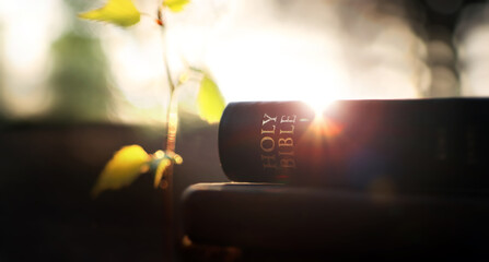 Intense light shines through the leaves of trees in a beautiful forest at sunset, the holy word of God Bible book background
