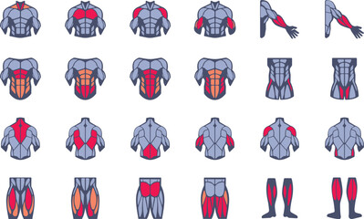 muscles illustration icon set. it included the workout, human body parts, anatomy, and more icons.