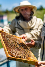 Organic Honey Harvesting. Beekeeping Wooden Frame In Hands.