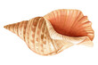 Watercolor seashell isolated  background. Hand drawn illustration. Realistic sea shell for design.