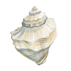  Watercolor seashell isolated  background. Hand drawn illustration. Realistic sea shell for design.