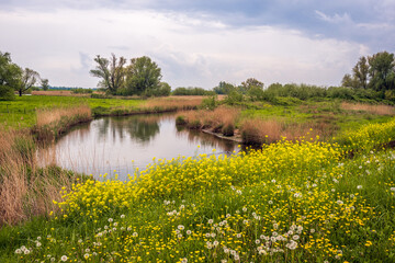 Wall Mural - Picturesque image of the Dutch National Park De Biesbosch on a cloudy day in the spring season. Dandelions, buttercups and rapeseed bloom in the foreground.