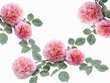 set of rose flowers