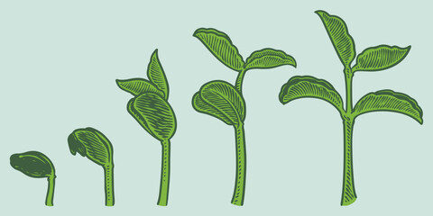 Plant growth stages vector. hand drawing engraving style illustration, isolated on white background