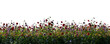 Spring meadow with grass and poppy flowers blooming. Isolated on transparent background