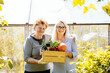 Portrait of good looking mature woman with mother-in-law together in the garden holding box with harvest of vegetables. Greenhouse on background. Eco sustainable ecology organic farm harvest concept