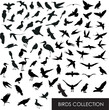 © Sampath - Birds shape collection. silhouettes of birds. set of birds. Bird Silhouettes