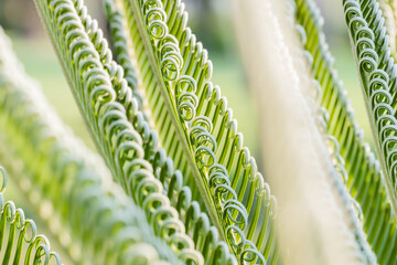 Wall Mural - Fresh palm leaf, Abstract green background, Selective focus.