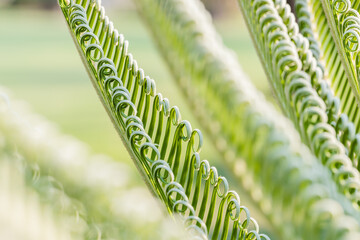 Wall Mural - Fresh palm leaf, Abstract green background, Selective focus.