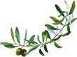 Olive leaves, branch, garden, watercolor arrangement, composition, illustration, invitation