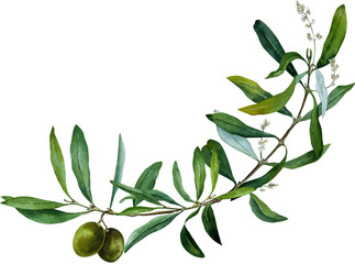 Watercolor Olive Branch with Leaves. Elegant Botanical Illustration for Natural & Rustic Designs