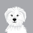 white bichon frise vector dog at one color background