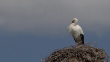 Mid Angle Of A Female White Stork, Ciconia Ciconia, Freshly Arrived From Africa During Spring Migration In Greece, Resting On Her Nest Atop A Telegraph Pole Waiting For Her Mate