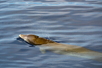 Wall Mural - Cuvier Beaked whale dolphin Ziphius cavirostris underwater