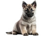 Norwegian Elkhound Dog Puppy. On An Isolated Transparent Background, Png. Generative AI