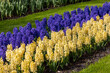 yellow and blue hyacinths blooming in a garden