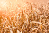Fototapeta  - ears of ripe wheat bent under the rays of the sun. Rich agricultural grain harvest