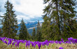 © sebi_2569 - Landscape with a carpet of crocus flowers on a mountain field