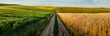 a panorama of agricultural land, a green field of soybeans and across the dirt road opposite a ripe wheat field