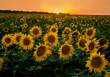 Wonderful Panoramic View From Above Field Of Sunflowers By Summertime At Sunset