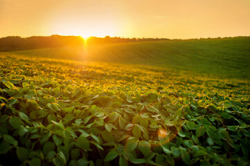 Wall Mural - field of green soybeans, hills in the evening warm rays of the sunset