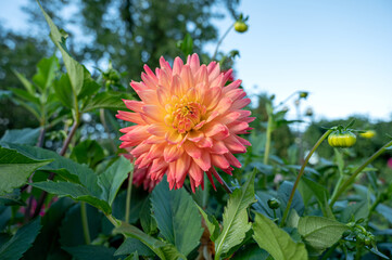 Wall Mural - Beautiful dahlia in the garden. Shallow depth of field.