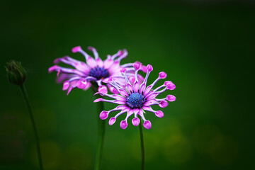 Wall Mural - a beautiful and unique-looking flower, the pink osteospermum is in full bloom. purple flower with gr