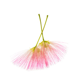 Wall Mural -  Two flowers of Persian Silk Tree with very long stamens of  pink color isolated on white background. Selective focus.