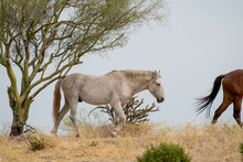 Speckled Gray Wild Horse Near A Palo Verde