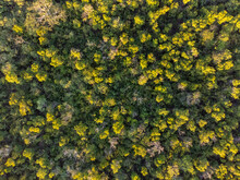 Top View Of Forest With Green Threes