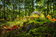 Lensball - Natur - Transparenz - Zerbrechlich - Ecology - Glass Sphere - High quality photo with copy space	