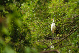 Fototapeta  - Czapla biała siedząca na drzewie nad jeziorem